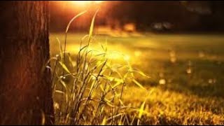 3 Hours of Relaxing Music & Beautiful Nature, Piano Music for Stress Relief, Deep Sleeping Music