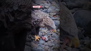Do focus on your target... #motivationalquotesdaily #eagle #peregrinefalcon #hawk
