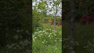 May In An English Country Garden #countrygarden #countryhouse #gardeningvideos #gardeningideas