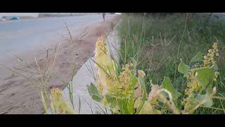 BEST FLOWER 🌼 VIDEO