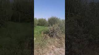 Middle east nature