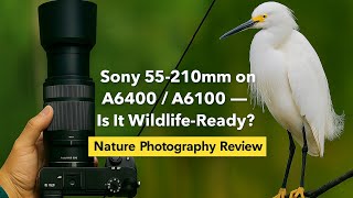 “Sony 55-210mm on A6400 / A6100 – Is It Wildlife-Ready? Nature Photography Review”. 