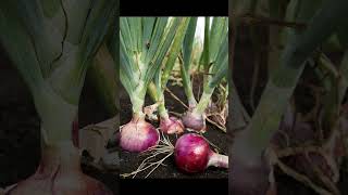 Mayitos | Botánica Mexa en 5 datos #zephyranthes #flores #cdmx  #hierba   #plantas