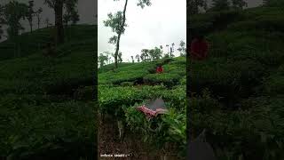 #music #song #love পাতা তুলা য়েমন তেমন কলম কাটা বড় রে ডিগদারি #vlog