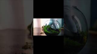 moss terrarium with stone stairs #shorts #plants