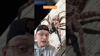 Canada's largest spider grows to 9cm and lives in Ontario #canada #ontario #spider #spiders