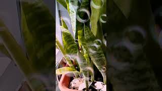 Venus Macia🌸🌺🌿 Beautiful Porch plants🌿🍃.. #Plants #PorchPlants #Nature.