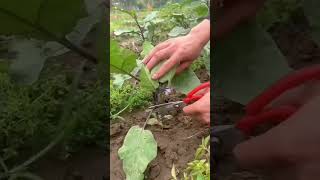 Framing the Harvest Season | #HarvestSeason #Agriculture #Harvest #YouTubeShorts
