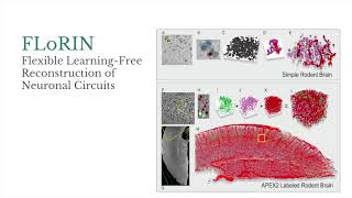 FLoRIn - Flexible Learning-Free Reconstruction of Neuronal Circuits