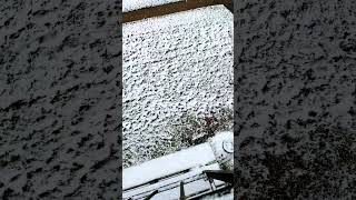 Snow Alert 🚨 | USA | #shorts #short #shortfeed #trending #viral #biggboss16 #snow #shivritworld