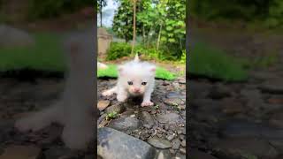 cute litle cat #kucinglucu #anakkucinglucu #anakkucingmeongmeong