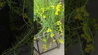 My outdoor plants collection #porch #plants #spring #vlog #fypシ #shortvideo #relaxing #trending