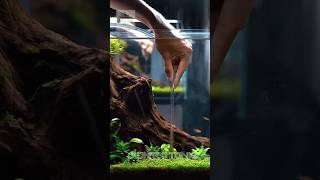 Planted Tanks 🌿 | Nature Inside Your Aquarium! #Shorts