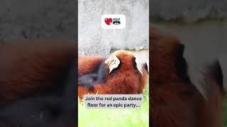 Red Pandas' Epic Dance Party! 💃🕺#AdorableRedPandas #FurryFiesta #PawsomeMoments #CuteOverload