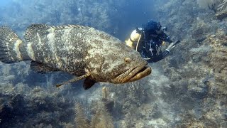 Goliath Grouper at Looe Key