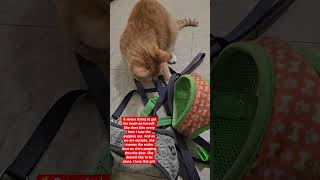 #grace #mycat #iloveher #furfamily #dogs #lifeisgood #goodisgood #homesweethomeep2 #fyi #peolpe