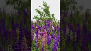 One of my favorite spots to view lupines in New England 💜 #asmr #maine