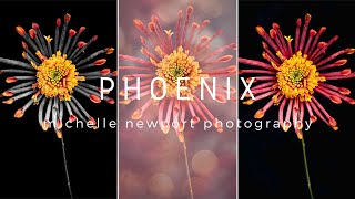 Phoenix | Flower Photography Edit | Photoshop Edit | Luminar Neo Edit