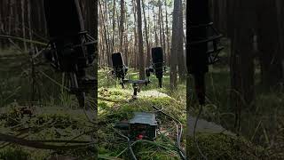 Recording silent forest with the most sensitive mics available 🌲 #silentfield #LEWITTLCT540S #zoomf6