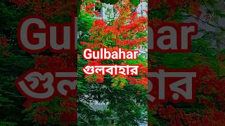 গুলবাহার।। Gulbahar #গুলবাহার #Gulbahar #foryou #ভাইরালগান #shorts