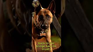 He waited for someone who would never return 💔 #Shorts #dogstory #SilentVirtueTales