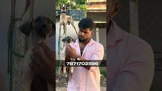 #chippiparaidogs #kannipuppies #trending #kannidogslover #chennai #pondicherry #savenativebreeds