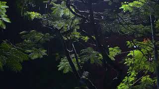 Soft Rain on Tropical Leaves - Nature’s Lullaby for Deep Sleep