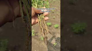 rain effect in chilli farm🌶️👳#trending #chillifarming #agriculture