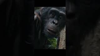 kingdom #trendingshorts #youtubeshorts #viralvideo #animals