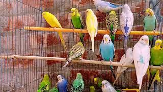 New Bird  Singing Video Part 5
