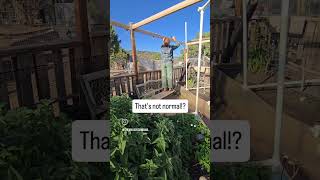 What are you currently hyperfixated on? #offgrid #homesteading #neurodivergent #homestead