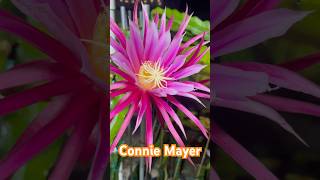 One of the most exotic dragon fruit looking flowers #dragonfruit #exoticflowers #flowers
