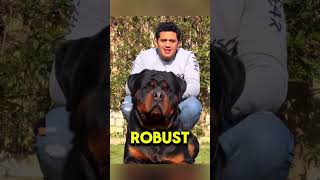 3 Strong Guard Dogs for Home Security #security #home #homesecurity #dogsecurity #facts #dog #foryou