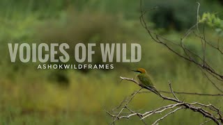 "Voices Of The Wild" - a silent tribute to the sounds and stillness of nature | by Ashokwildframes