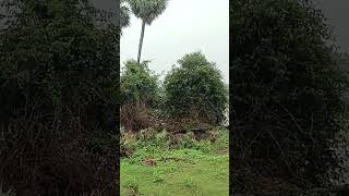 rain #folksong #production #folk #telugusongs #penchalakona #tollywood #newfolksongs2024 #songs