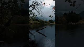 fell in love with those rainy days.. 🌧🌿#moodytones #moodyvibes#darkaesthetic #youtubeshorts#reels