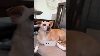 The best therapist has fur and four legs!#PetTherapy #EmotionalSupport #FurryFriends #MentalWellness