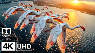 Best of Dolby Vision Demo 4K