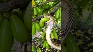 The beautiful cobra snake is eating bilimbi #snakevideo #cobrasnake