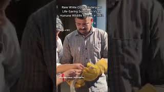 Rare White Cobra Undergoes Life-Saving Surgery in Vizag | Humane Wildlife Rescue in Andhra Pradesh