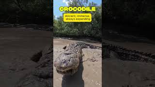 Animals That Never Stop Growing| BCC Earth #animals #facts #wildlife