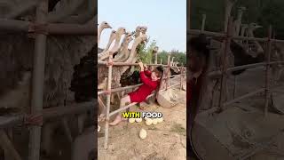 Woman Outsmarts Ostrich: Distracts with Food to Steal an Egg!