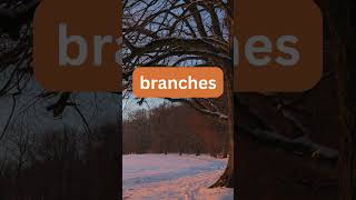 Parts of a tree in English #learnenglish #englishvocabulary #englishvocab