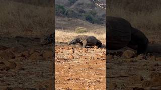 😨😨Komodo Smells Blood… Did It Find the Prey? #shorts #americanviewers #komodo #wildlife #animals