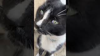 Kitty Meow Meows