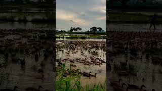 Monsoon is Awesome In Kerala!! #travel #incredibleindia #nature #rainyday #kerala