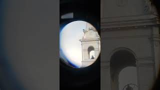 A look with bonuculars crows mating calls! #nature #birds #life #garden