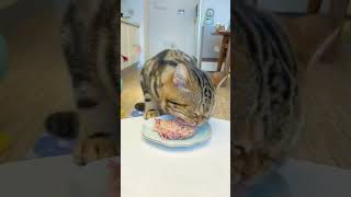 #shorts cute cat