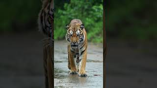 Tiger  #rain #indiavillage #rainsounds #rainoundforsleep #ruralindia #uttarpradeshvillagelife