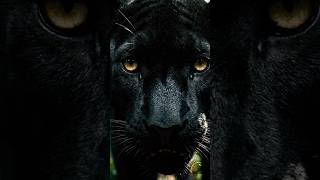 “When the Wild Protects the Weak”#deerstory #elephantprotector #wildlifeshorts #animal#shorts